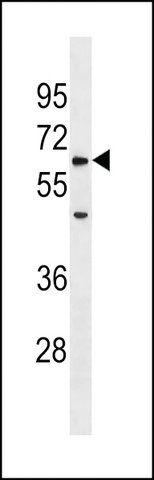 ANTI-ZRSR1(C-TERMINAL) antibody produced in rabbit