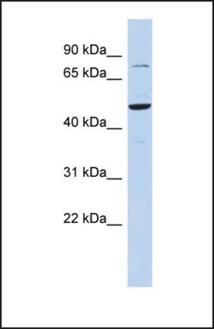 Anti-ZSCAN1 antibody produced in rabbit