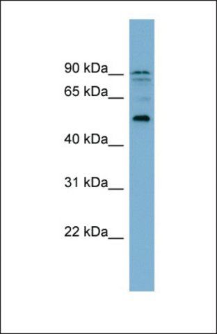 Anti-ZNF662 antibody produced in rabbit