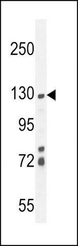 ANTI-ZSWIM6 (C-TERM) antibody produced in rabbit