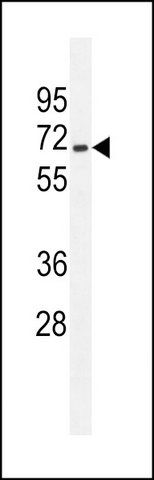 ANTI-ZSCAN5B (C-TERM) antibody produced in rabbit