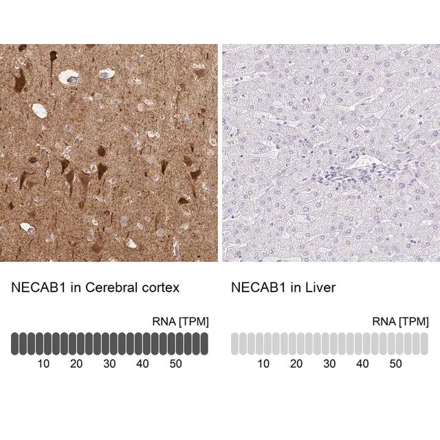 Anti-NECAB1 antibody produced in rabbit