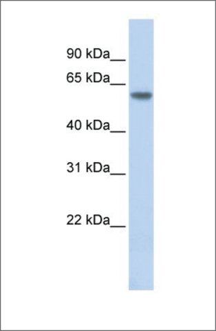 Anti-THRB (ab1) antibody produced in rabbit