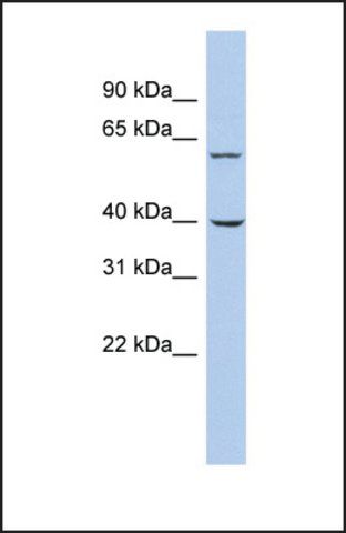 Anti-TRIM26 antibody produced in rabbit