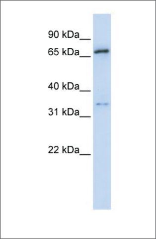 Anti-TRIM23 antibody produced in rabbit