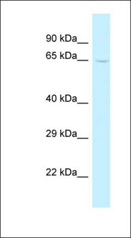 Anti-TRMT5 antibody produced in rabbit