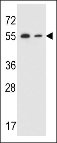 ANTI-TRIM7 (N-TERMINAL) antibody produced in rabbit