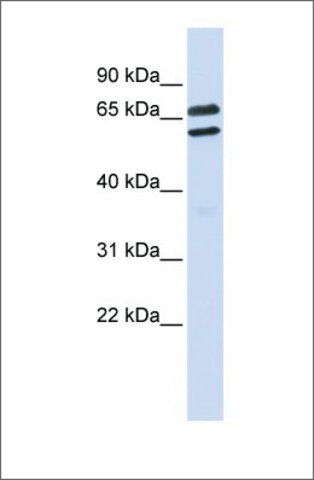 Anti-TRIML1 antibody produced in rabbit