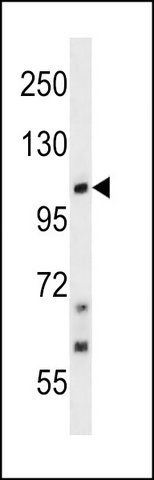 ANTI-TRPC7 (C-TERM) antibody produced in rabbit