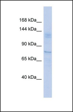 Anti-TRIM24 antibody produced in rabbit