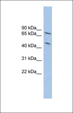 Anti-TRIM3 antibody produced in rabbit