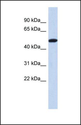 Anti-TRIML2 antibody produced in rabbit