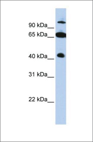 Anti-TRIM9 (ab1) antibody produced in rabbit