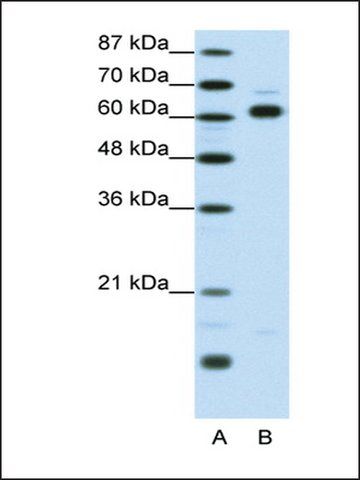 Anti-TRIP4 antibody produced in rabbit