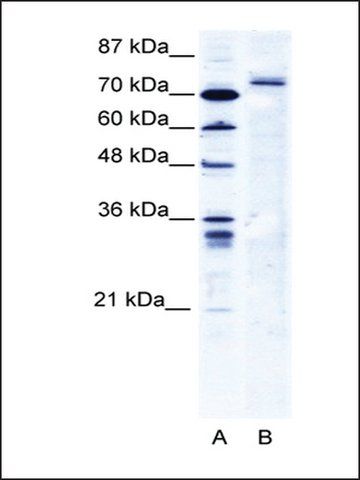 Anti-TRIM9 antibody produced in rabbit