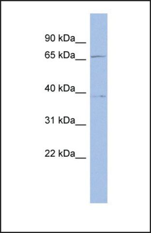 Anti-TRIP10, (N-terminal) antibody produced in rabbit