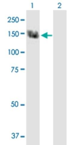 Anti-TRPC5 antibody produced in mouse