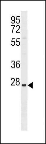 ANTI-TRIM74 (C-TERM) antibody produced in rabbit