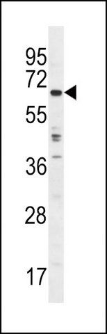 ANTI-TRIM75 (CENTER) antibody produced in rabbit