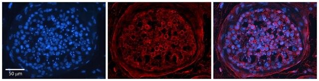 Anti-TSPAN3 antibody produced in rabbit