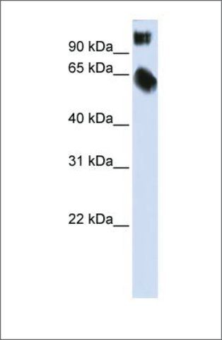 Anti-TSC22D2 antibody produced in rabbit