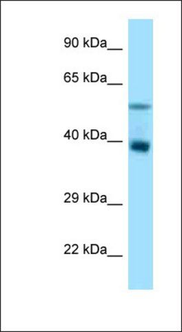 Anti-TRIM7 antibody produced in rabbit