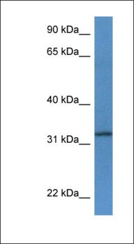 Anti-TSPAN33 antibody produced in rabbit