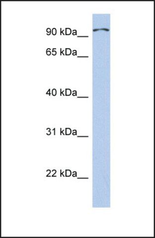 Anti-TRPC4AP antibody produced in rabbit