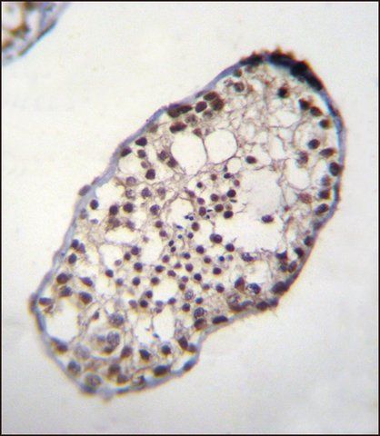 ANTI-TSGA10IP (C-TERM) antibody produced in rabbit