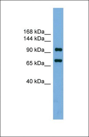 Anti-TTF1, (N-terminal) antibody produced in rabbit