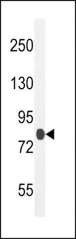 ANTI-TTC30B (C-TERM) antibody produced in rabbit