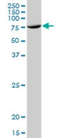 Anti-TUBGCP4 antibody produced in mouse