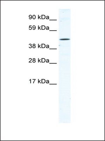 Anti-TTC19 (AB1) antibody produced in rabbit