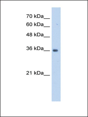 Anti-TRUB2 (AB1) antibody produced in rabbit