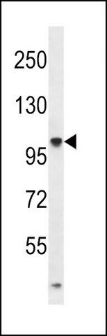 ANTI-TTLL4 (CENTER) antibody produced in rabbit