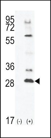 ANTI-TSSK4(C-TERMINAL) antibody produced in rabbit