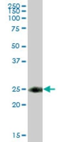 Anti-TSPAN8 antibody produced in mouse