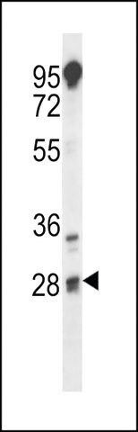 ANTI-TSPY(C-TERMINAL) antibody produced in rabbit