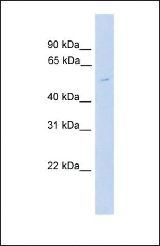 Anti-TUBG2 antibody produced in rabbit