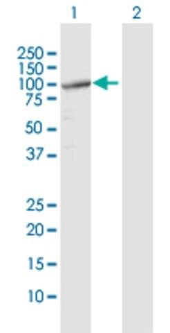 Anti-TUBGCP2 antibody produced in rabbit