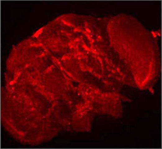 Anti-TUBE1 antibody produced in rabbit