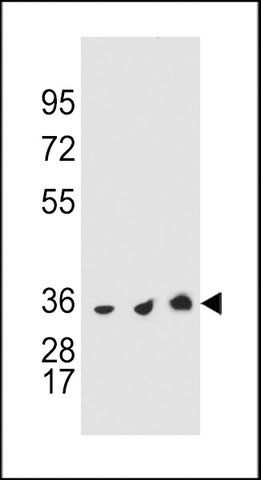 ANTI-TYSY (C-TERM) antibody produced in rabbit