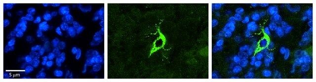 Anti-TXNDC13 antibody produced in rabbit