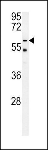 ANTI-TYSND1 (C-TERM) antibody produced in rabbit