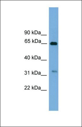 Anti-UBXD3 antibody produced in rabbit