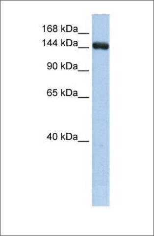 Anti-UGCGL2 (ab2) antibody produced in rabbit