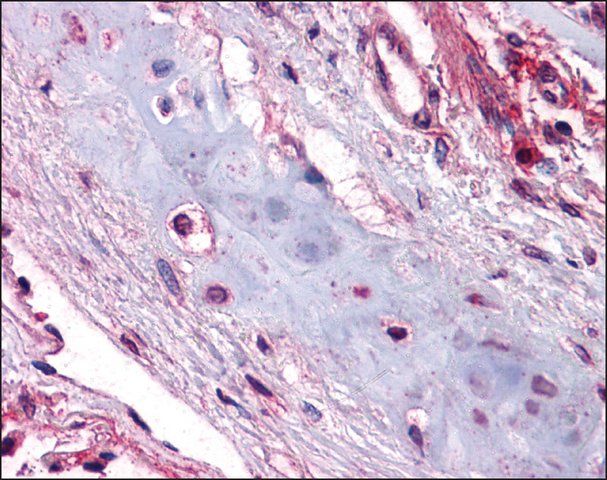 Anti-UCMA antibody produced in rabbit