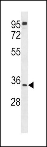 ANTI-UBXN8 (N-TERM) antibody produced in rabbit