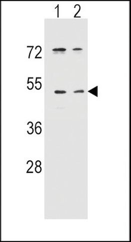 ANTI-UNQ9391 (C-TERM) antibody produced in rabbit