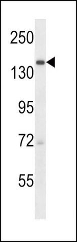 ANTI-URB2 (C-TERM) antibody produced in rabbit